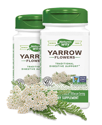 Yarrow Flowers